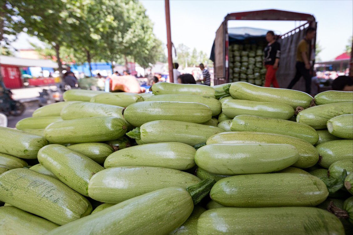 云南小瓜(云南小瓜百度百科)-我的快乐小窝