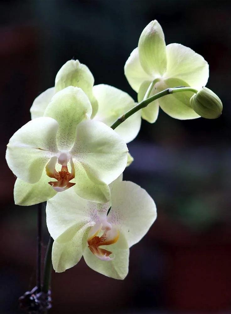 50种美丽娇俏的蝴蝶兰欣赏