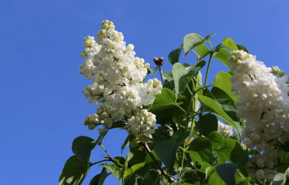 “那坟前开满丁香花”，20年前爆红的《丁香花》，唱的亡者是谁？