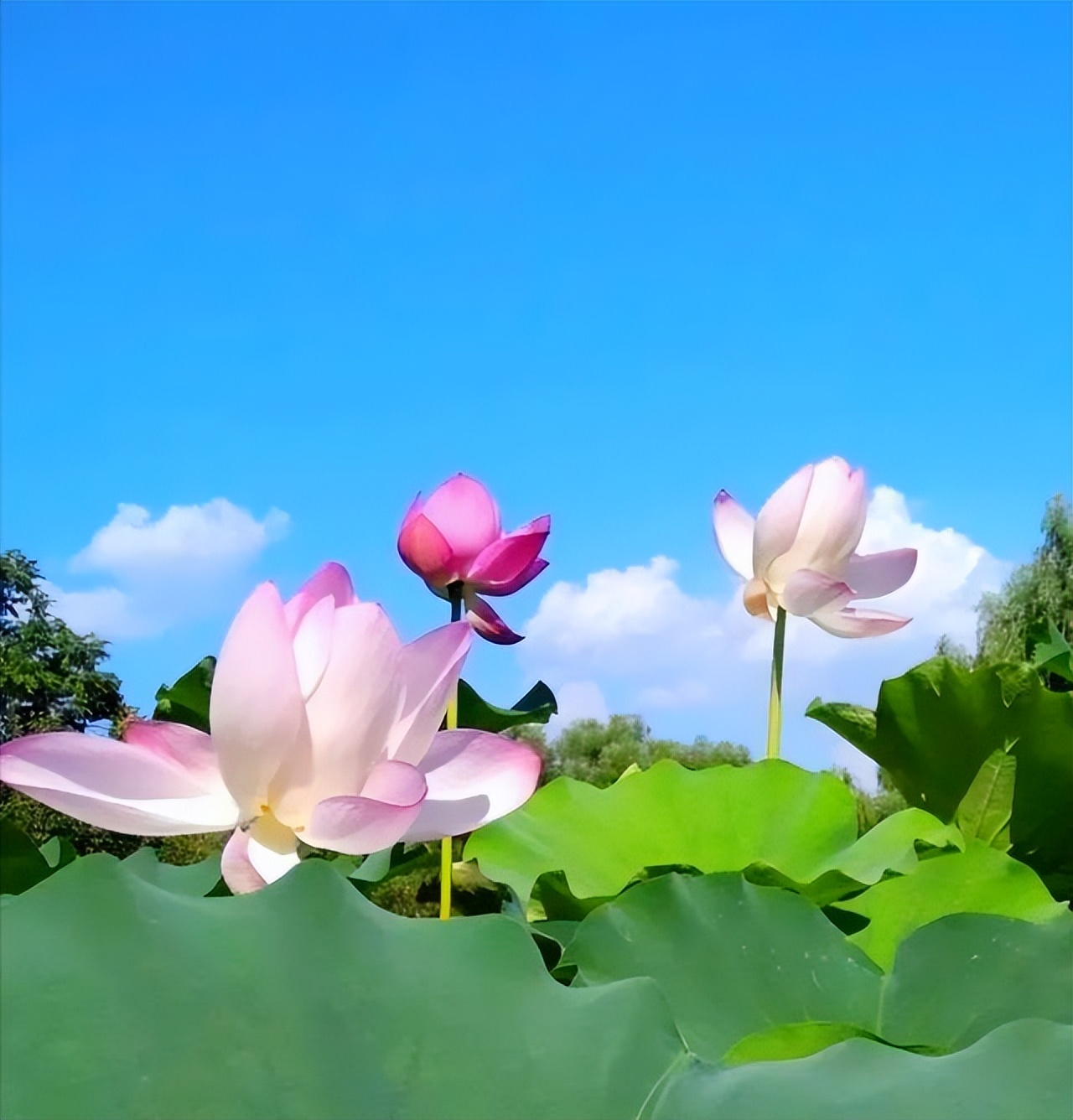 荷花，不负盛开的名分 || 摄影/诗文：李武兵
