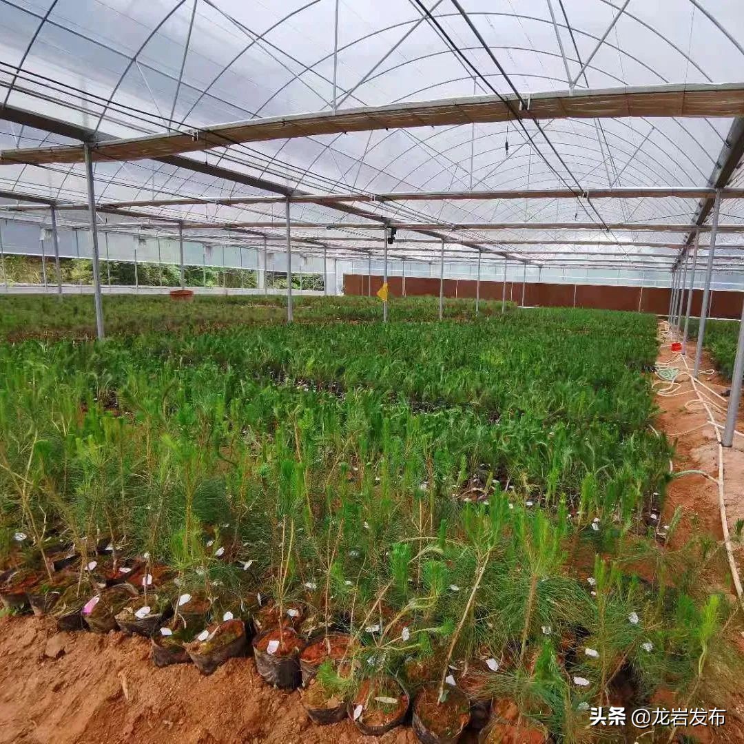 龙岩这里，科技赋能助力“双碳”