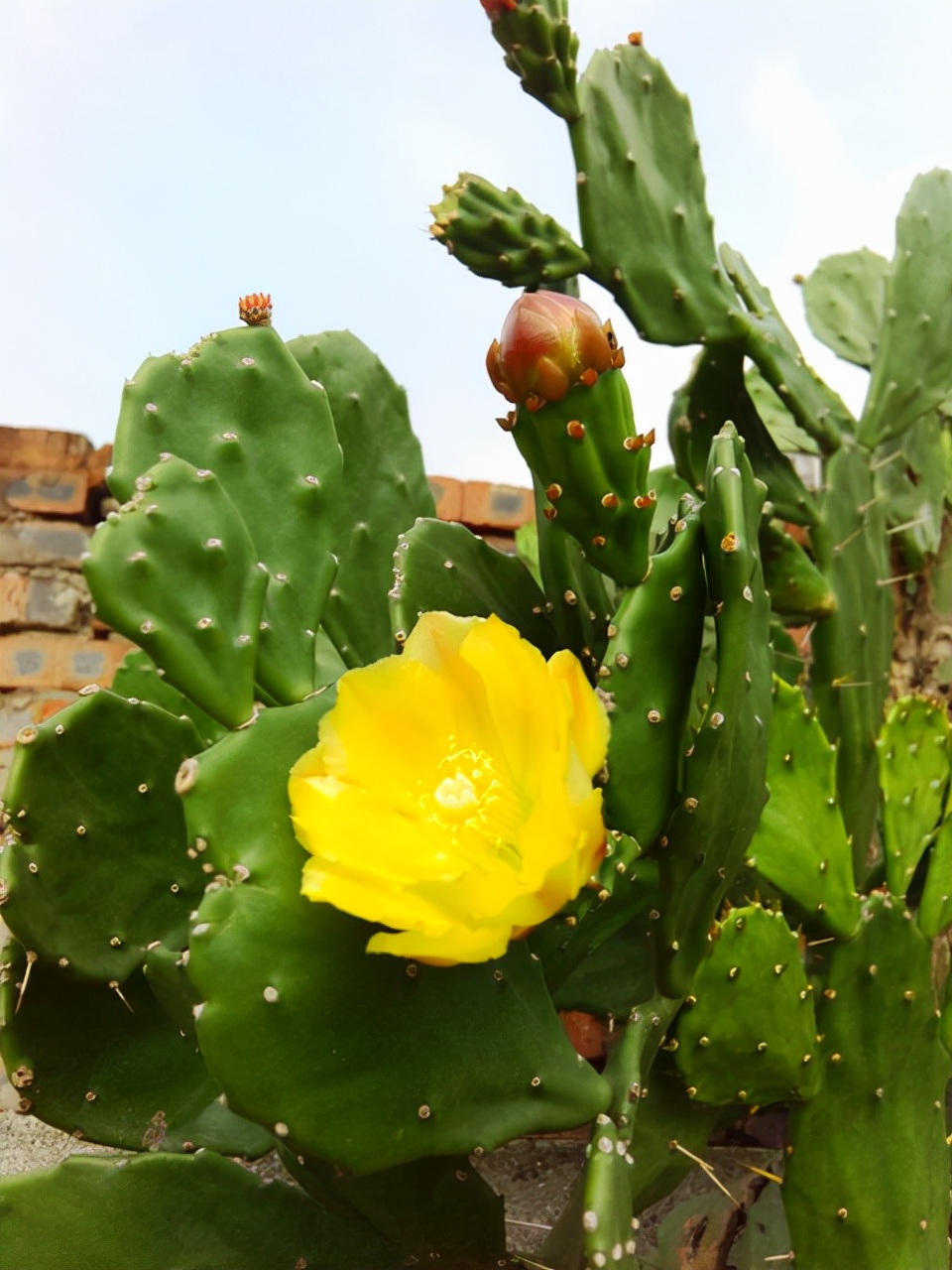 植物花卉品种大全图片（科普100个花卉图鉴）