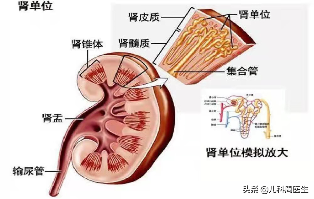 孩子睡醒眼皮肿成“灯泡”？医生说当心肾病，可以治但需注意4点