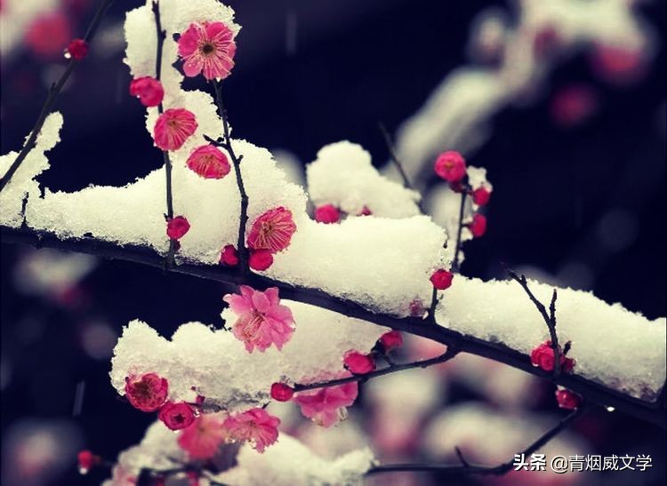 泰山日出，瑞雪红梅（诗词九首）