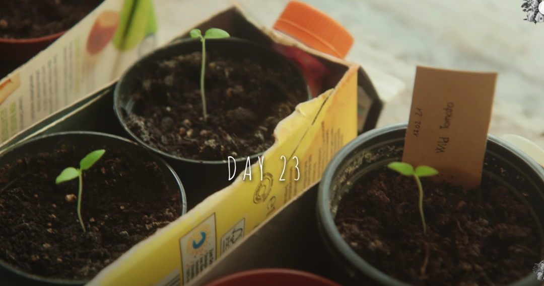 二胎妈妈改造8㎡阳台种20多种蔬菜，看了这个，我疫情还要抢菜？