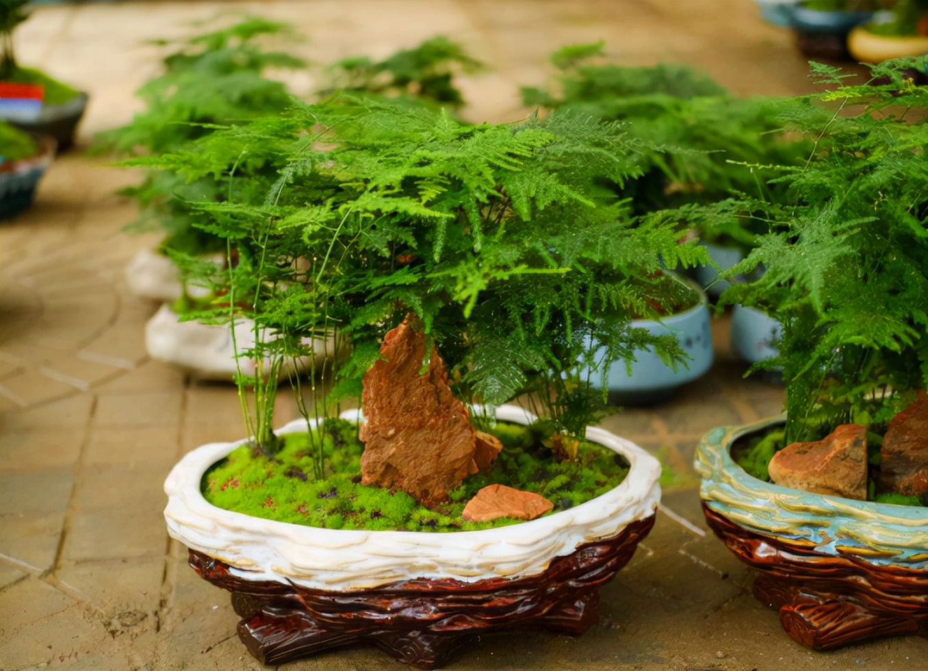 喜歡欣賞開花的就會擺上幾盆開花植物,喜歡欣賞葉子的,就會擺上幾盆觀