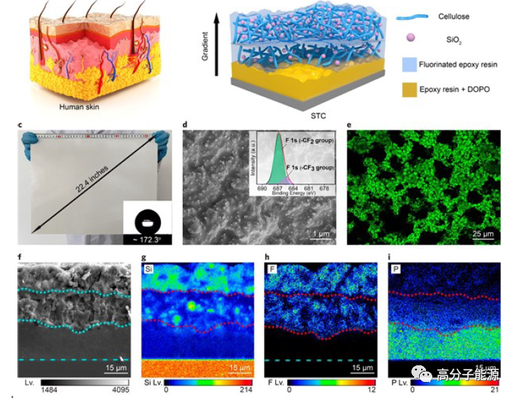 香港城大王钻开​《AM》受皮肤启发的超强、阻燃、超疏水聚合物涂层