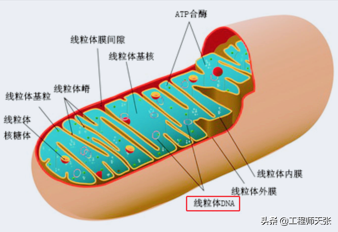 杭州杀妻案细节曝光！常规方法无效，最后线粒体DNA技术锁定证据