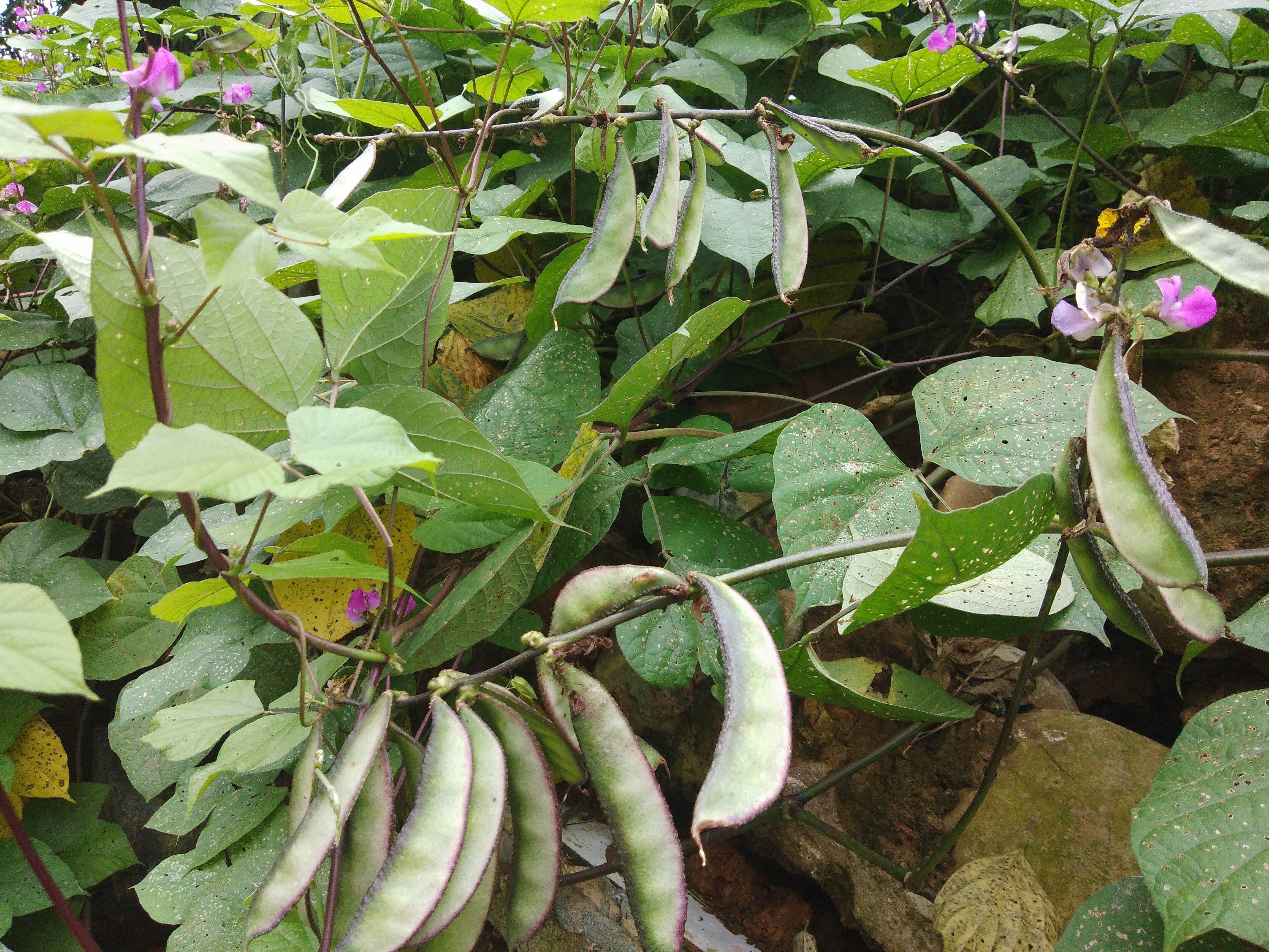 白扁豆图片(几个白扁豆的好处你了解多少)