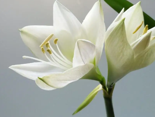 你还知道哪些代表和平的植物-你还知道哪些代表和平的植物和动物