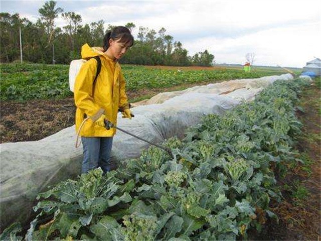 清华女博士毕业当农民：种地11年、年收入破百万，父母已认不出