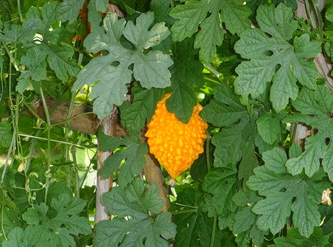 赖葡萄是苦瓜吗?