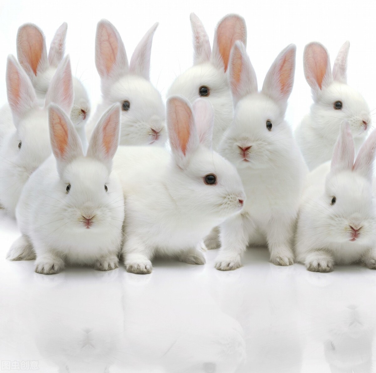 如何养宠物兔，兔兔养护指南？