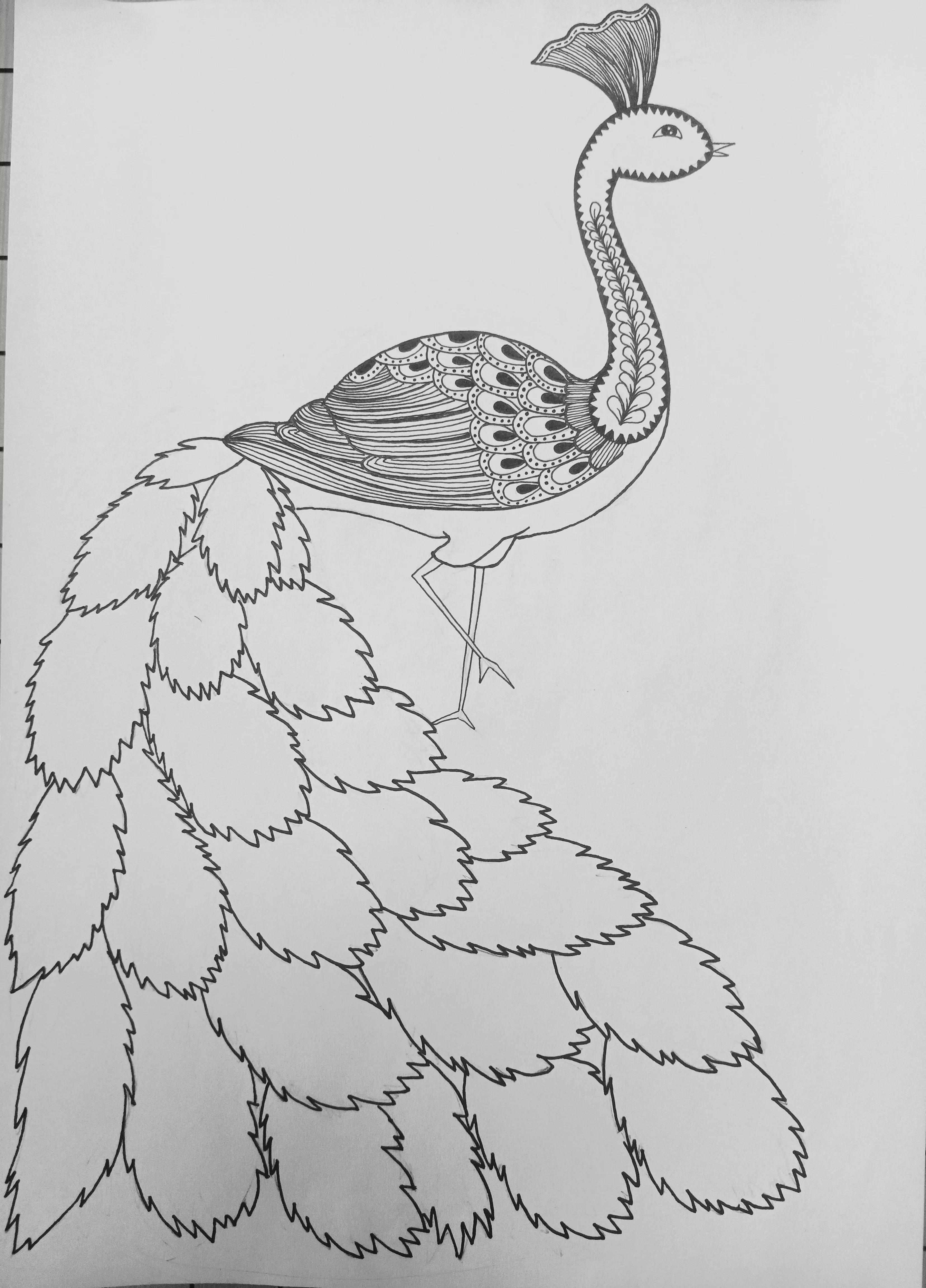 《孔雀》线描画绘画过程