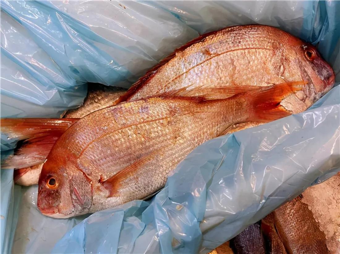 常吃的海鱼大全!请收藏,旅游能用上