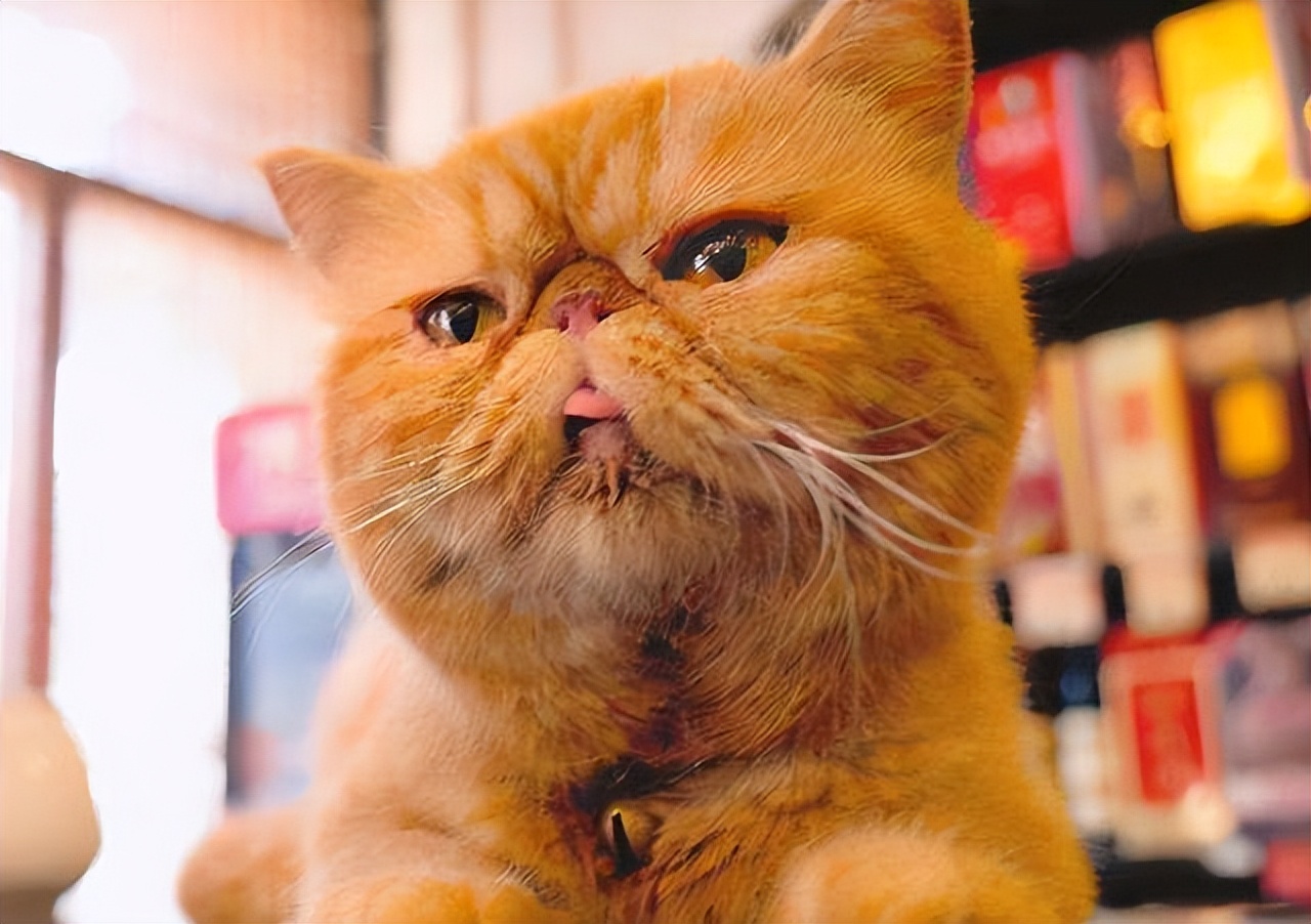 好看且聪明的"加菲猫",是你的梦中情猫吗?