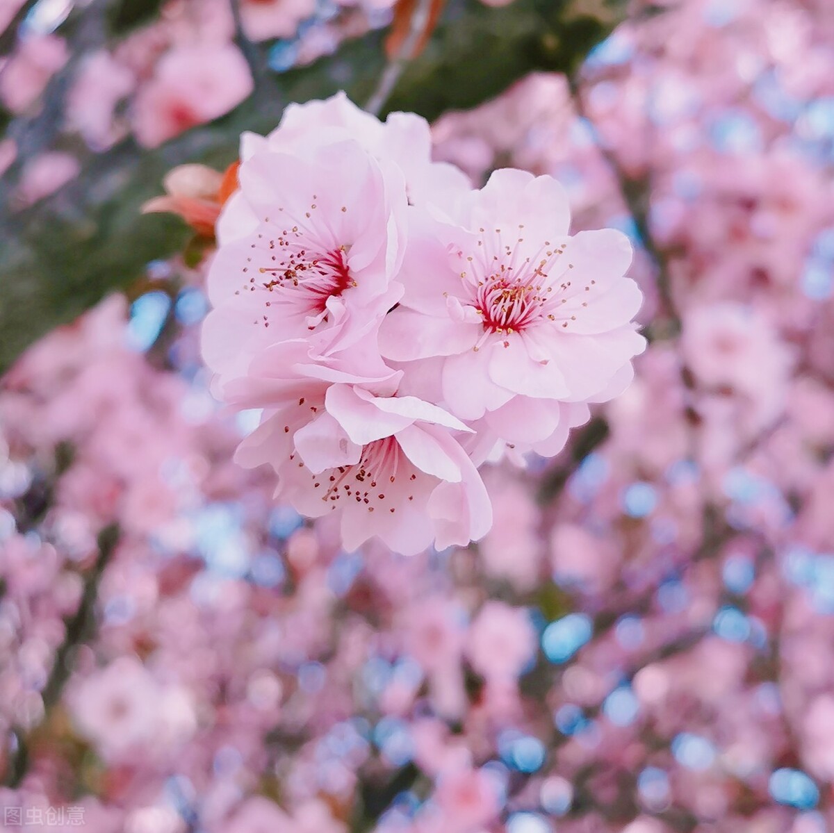 66张超清唯美的花图片.惊艳漂亮花朵大图壁纸素材,自然花海风光