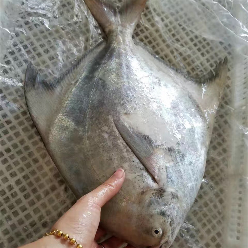 海鲳鱼与河鲳鱼有啥区别?哪种鲳鱼更美味,口感更好?