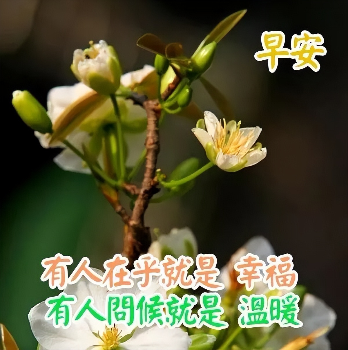 感恩节清晨最新早安暖心祝福语句 谢谢你出现在我的生命里图片