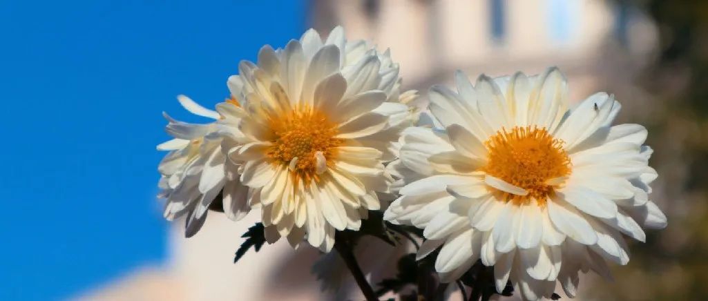 倒计时100天！河南农大120岁生日又近了