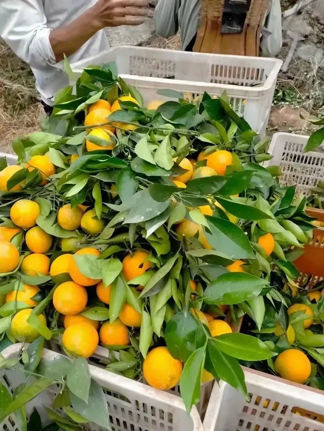 正常人每天吃什么水果(推荐6种健康水果，看看你平时经常吃吗？)
