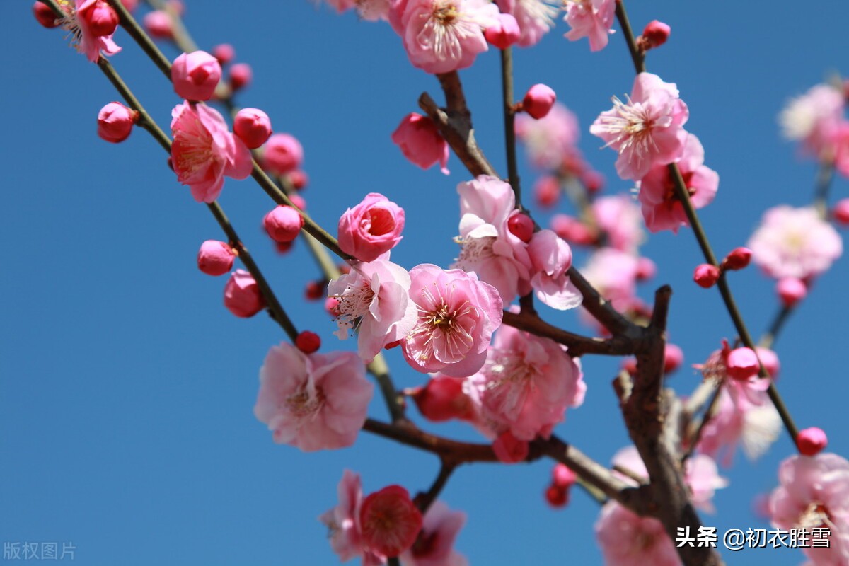 早春梅花盛开美诗六首：初春锦绣铺千树，梅花为梦草为茵