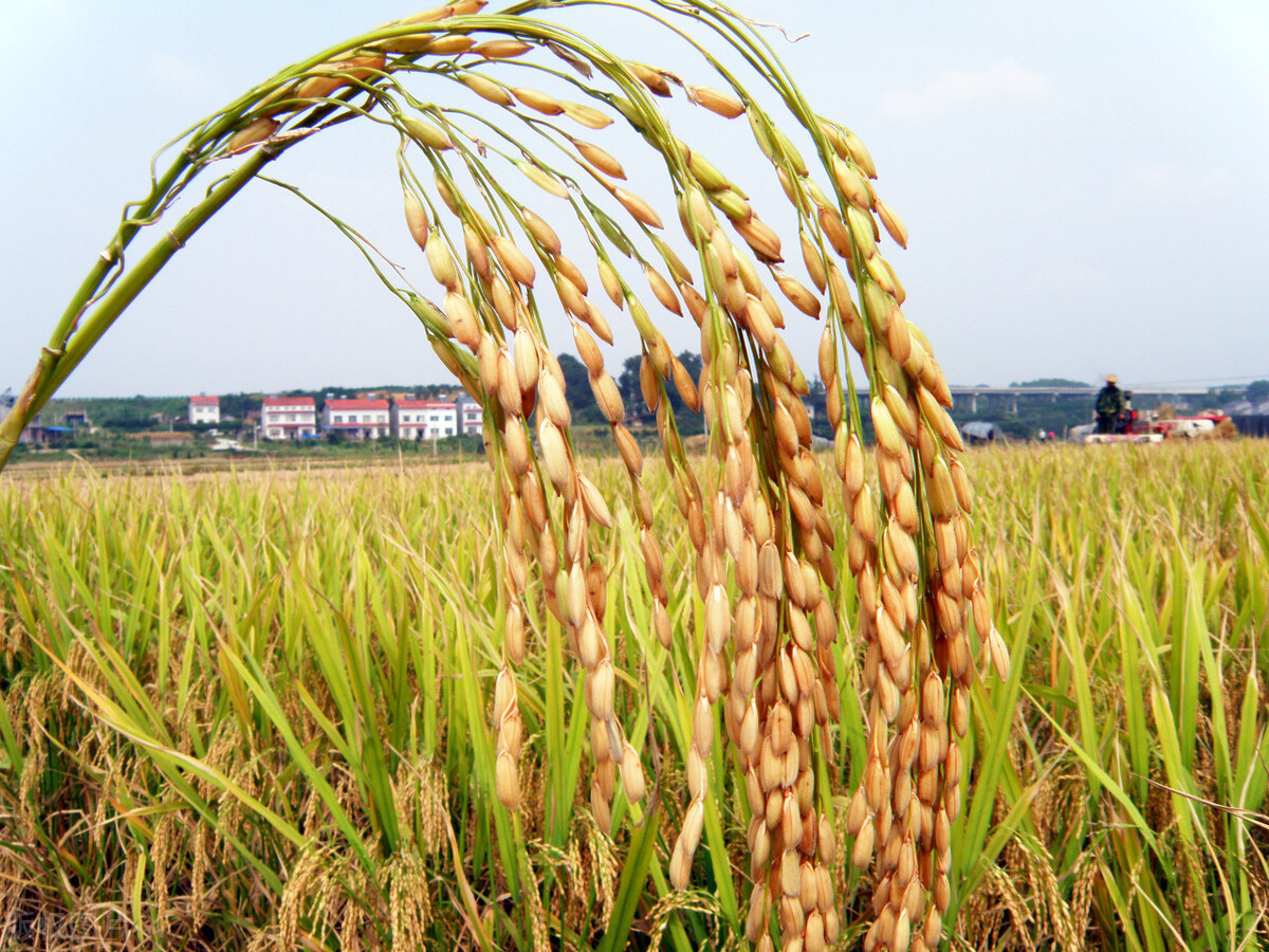 圆粒水稻涨价了，但稻谷市场上涨动力不足！附最新水稻价格