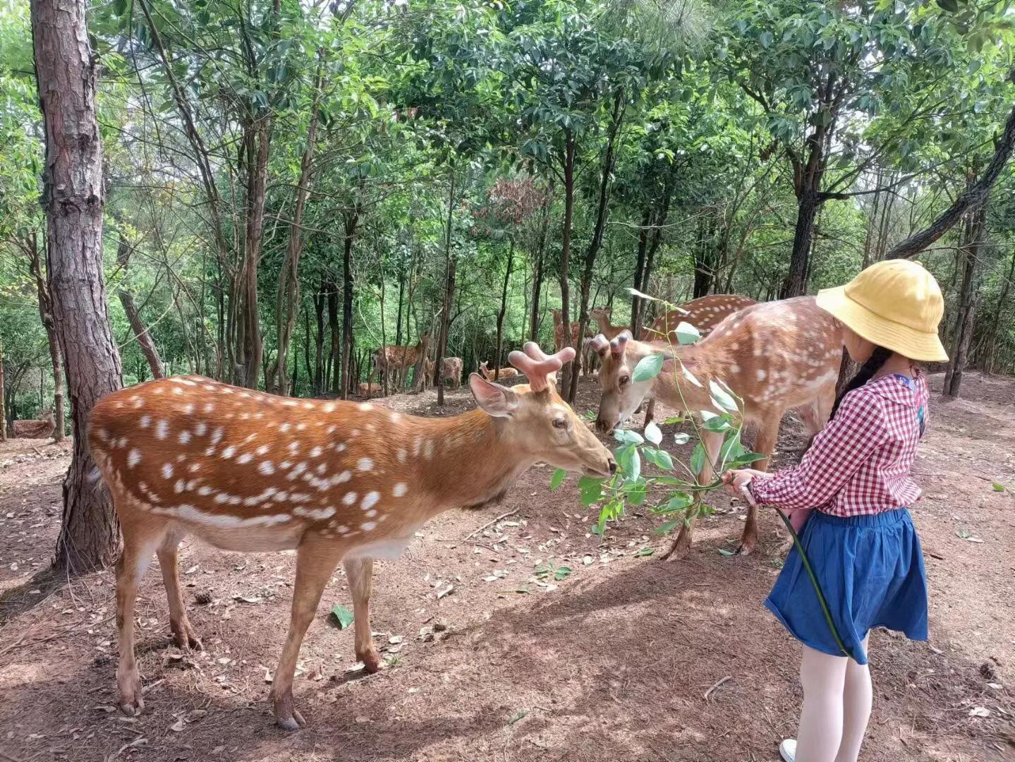 志诚梅花鹿养殖场场主青年创业先进代表肖莉荣获宜宾青年五四奖章