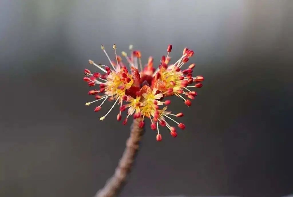实用分享丨30款大型开花树种介绍，白似雪、黄似阳、红似霞，美翻
