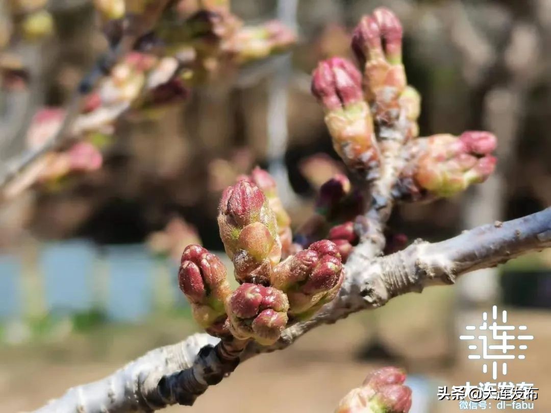 樱花待放，再等几天！