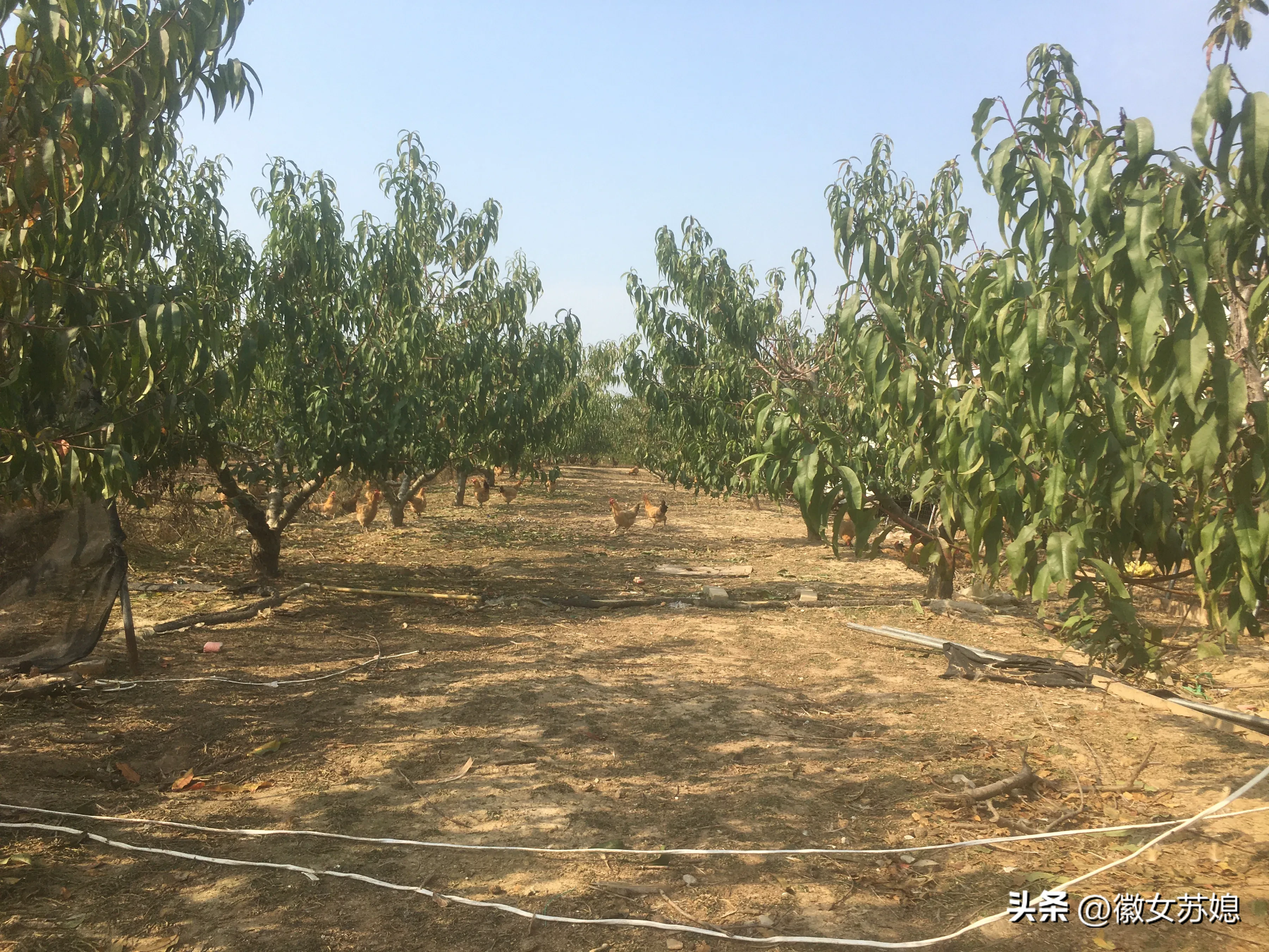 在经历了2次无功而返之后，我终于醒悟过来了这年头，农场的工人比农场主拽多了啊！