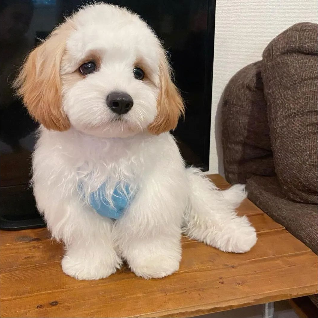 为什么"骑士比熊犬"多人养?可爱且粘人,很难不爱