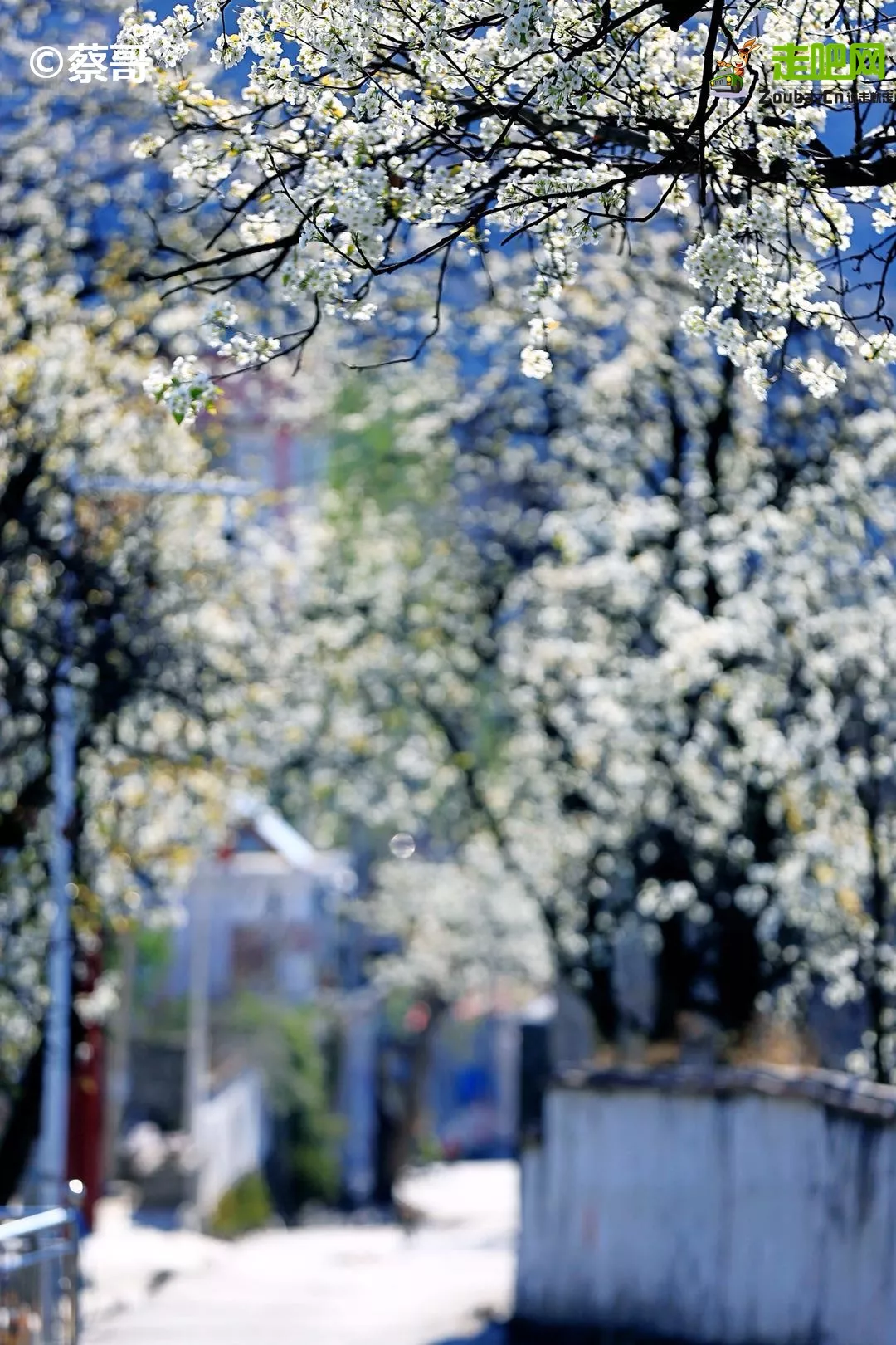 快开啦！这些地方的春景正在悄悄席卷全国，大气又美丽，别错过