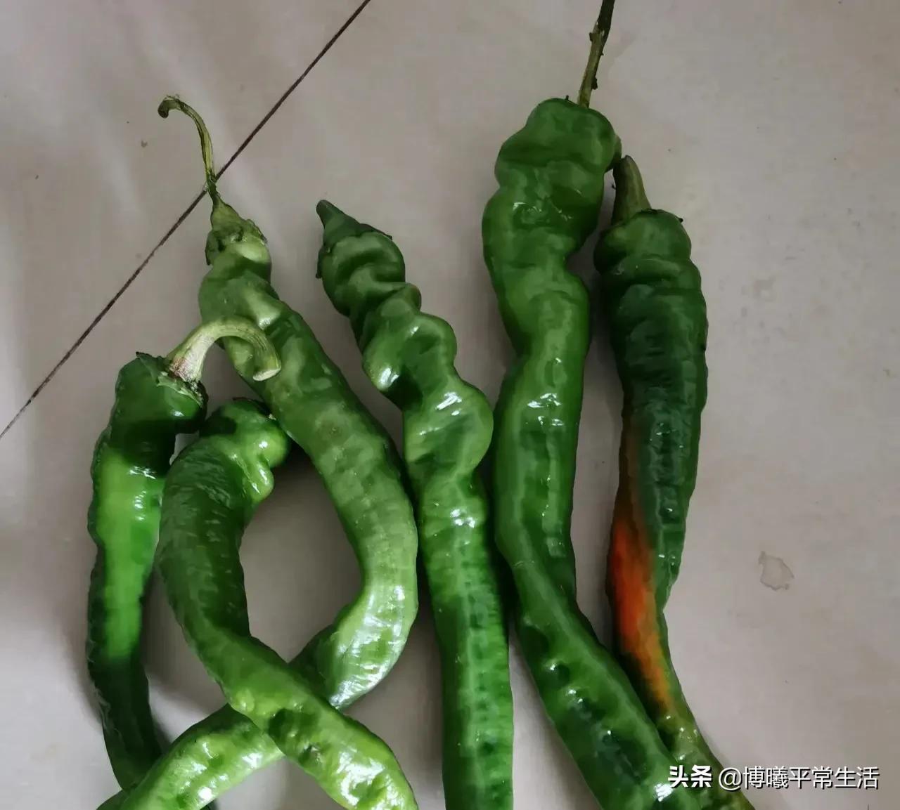 四川美女从上海回老家当会计，晒出午餐伙食走红，发小：想回来