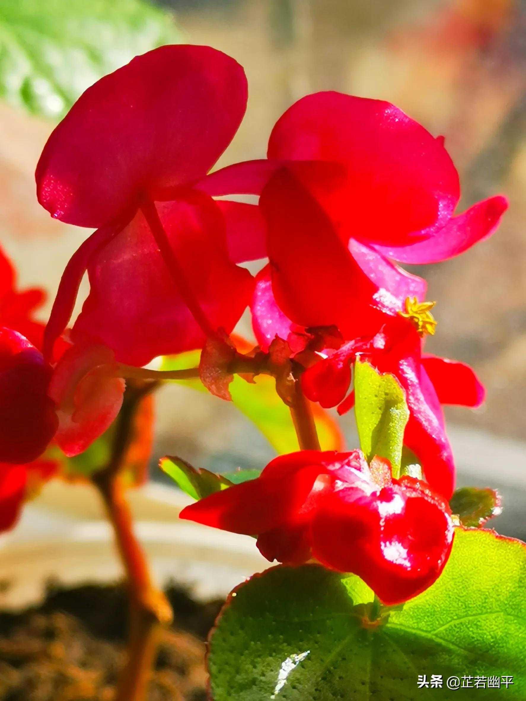 冬至｜半庭光影，暗香浮动；一窗明媚，春色盈怀