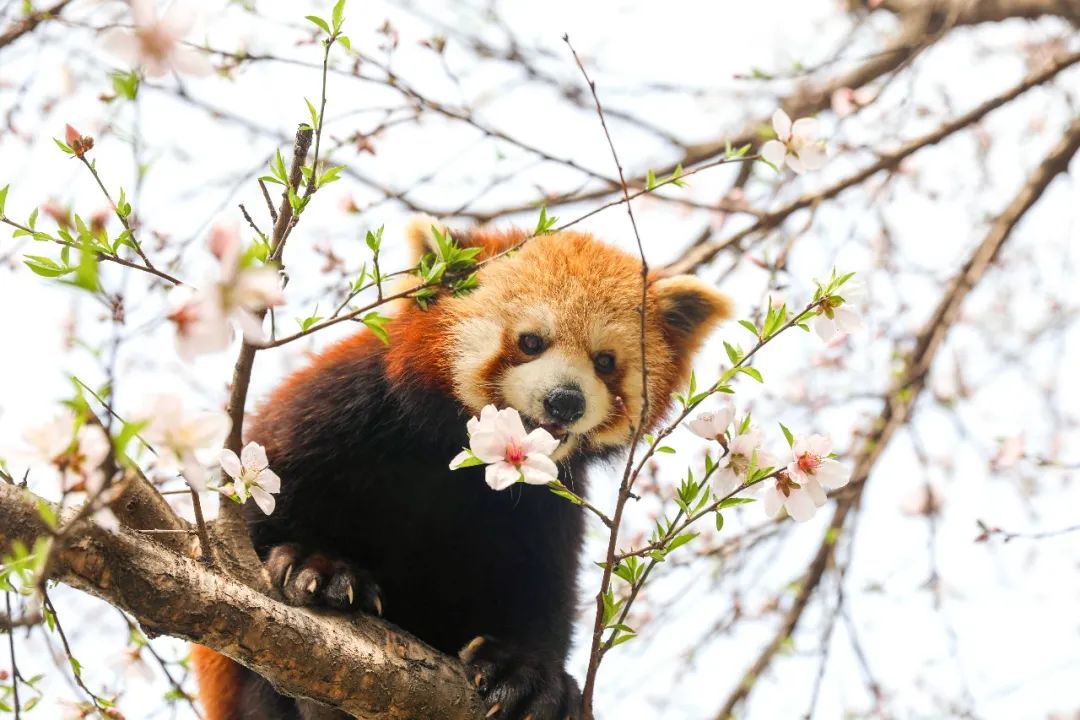 疫情难掩芳华，萌兽邀您“云赏花”