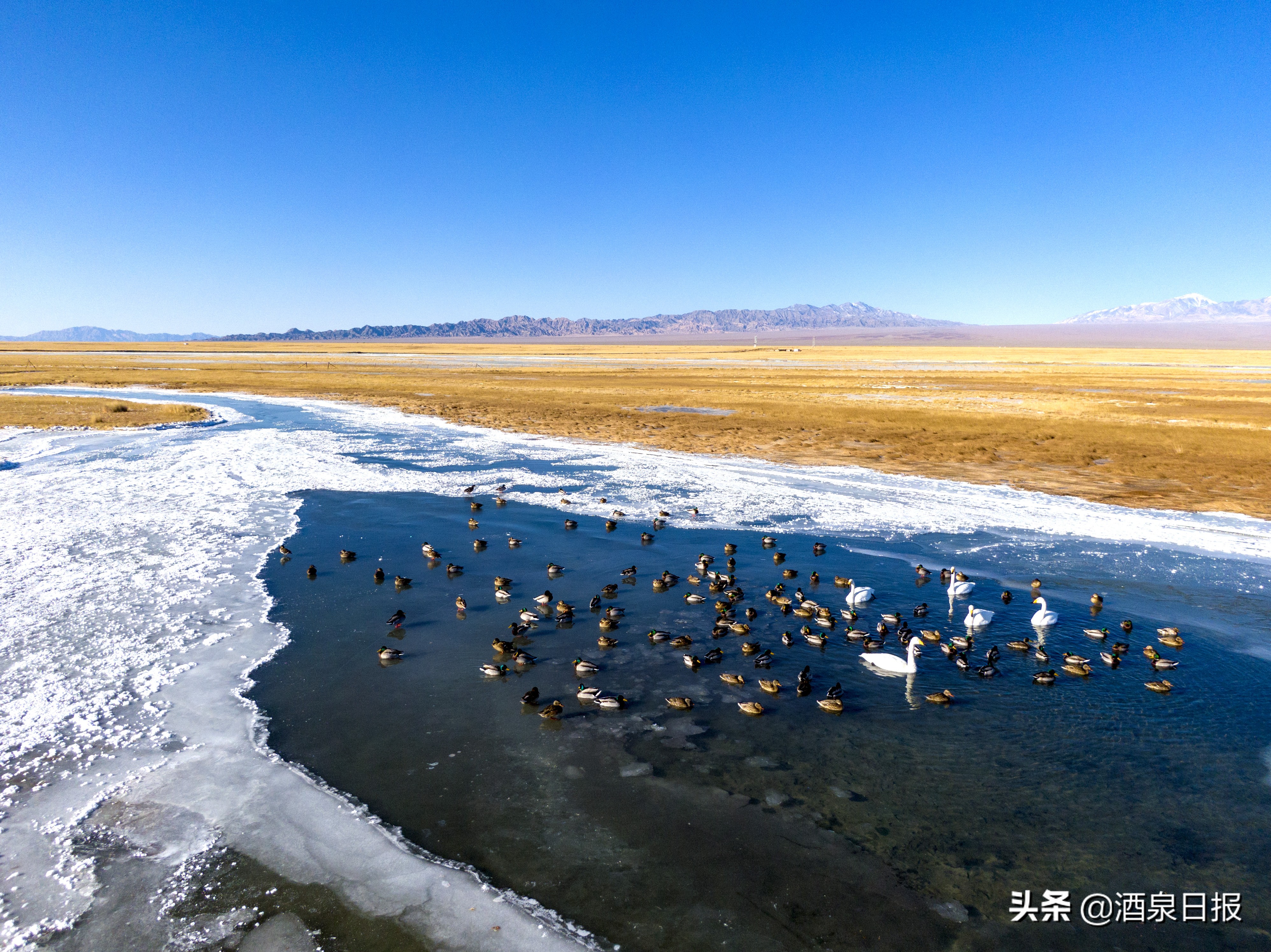 阿克塞冰封草原骏马驰骋鸟翔集