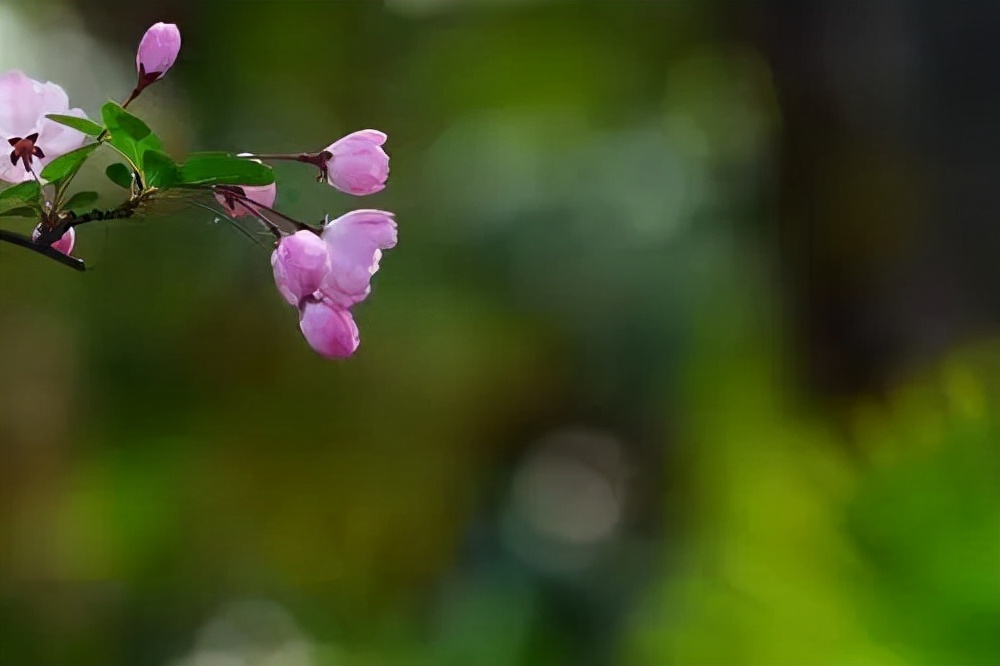 垂丝海棠 花似剪彩层层见 枝似轻丝袅袅垂 花名册no 天天看点