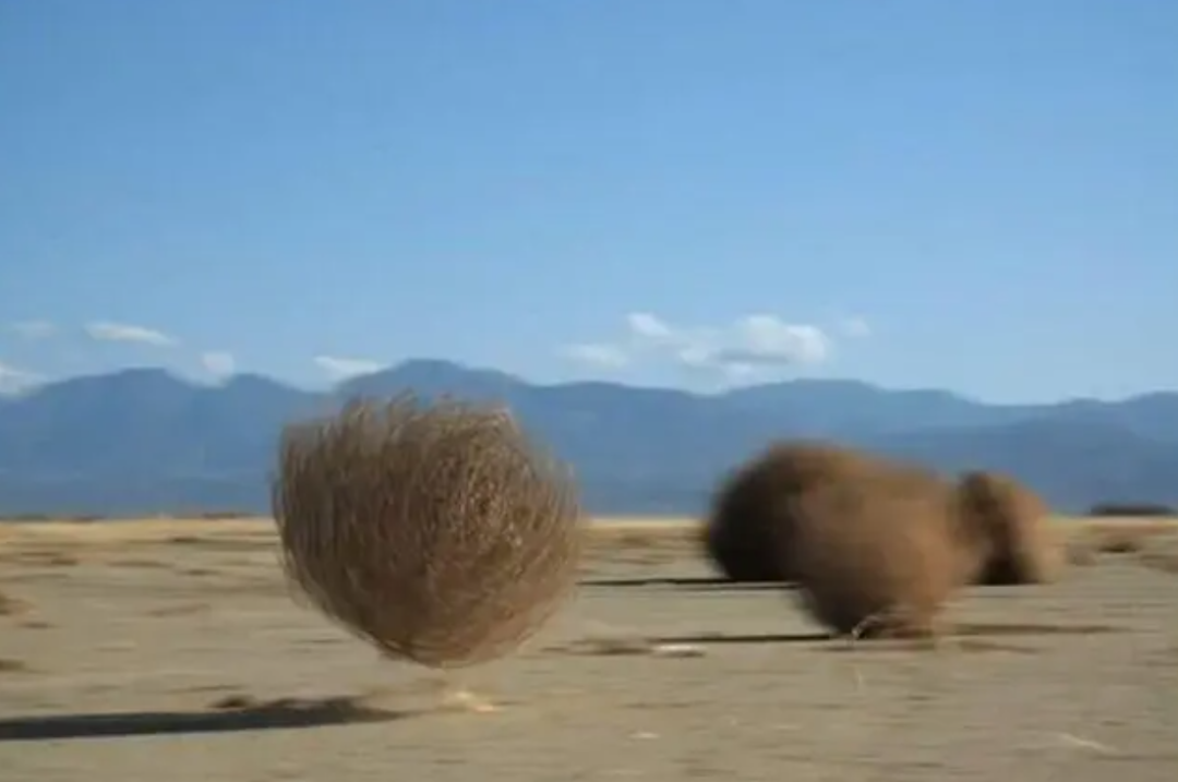 风滚草在美国堵路还淹没小镇,入侵全球,在我国却很难"成年"