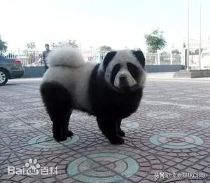 百科 | 松狮犬,长相酷似大号玩具熊的皇家猎犬