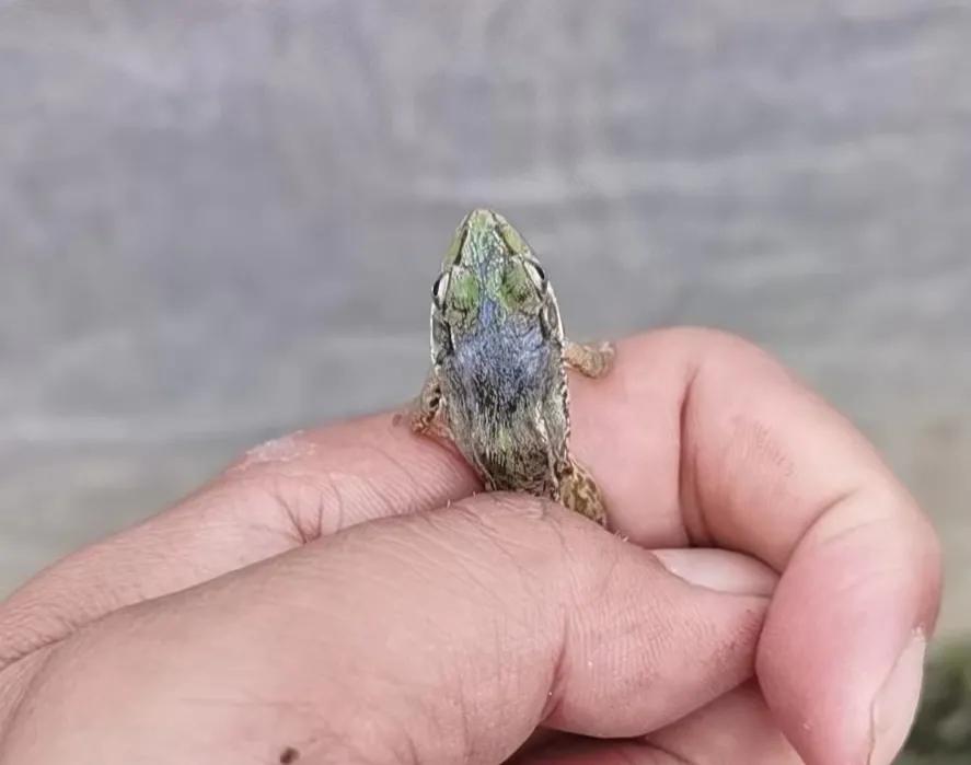 连续阴雨天幼蛙驯食管理