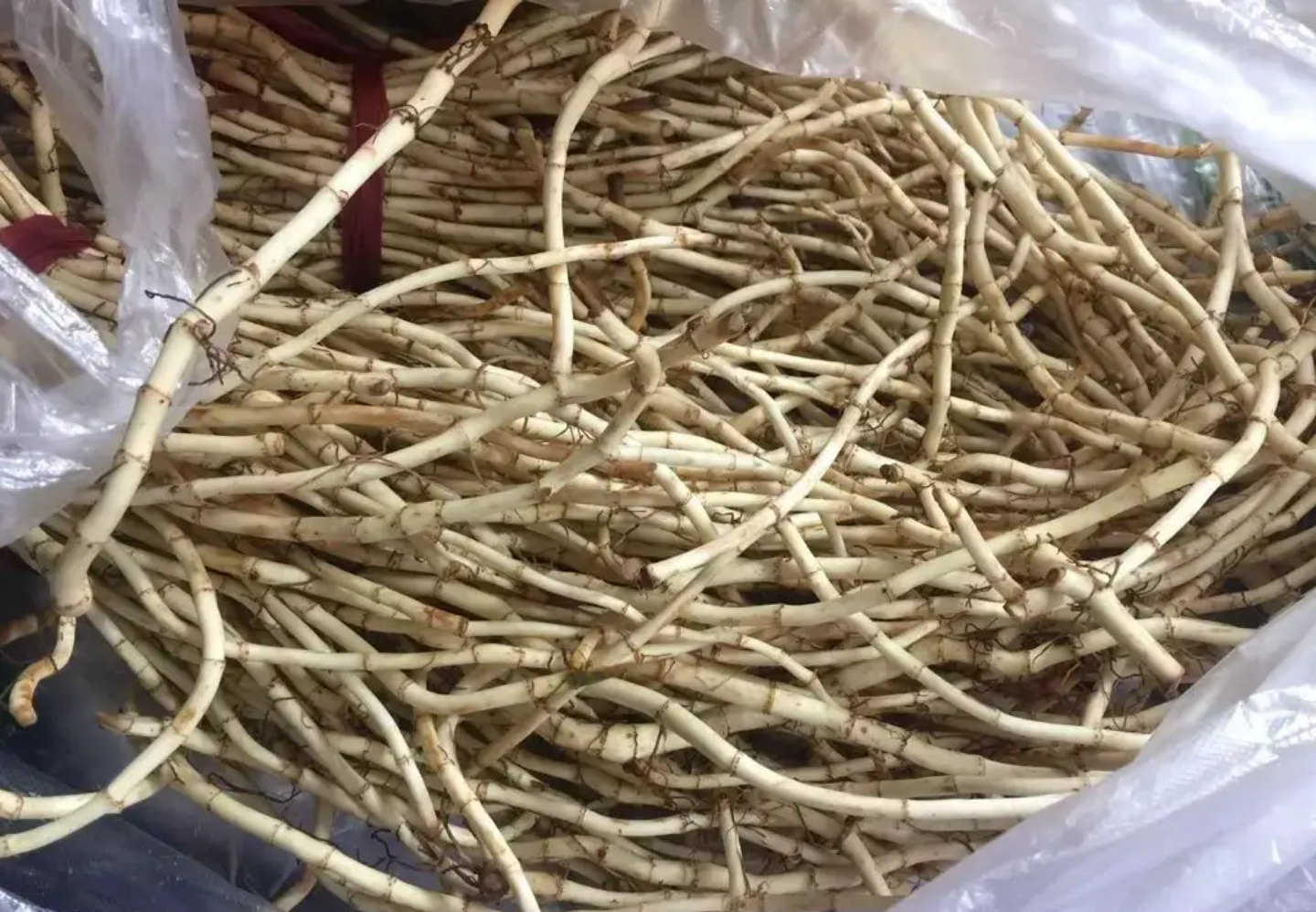 3种天然养胃野菜,农村随处可见,多吃的话胃会越来越好