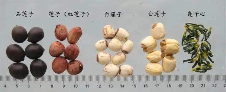 莲子的功效,挑选及保存