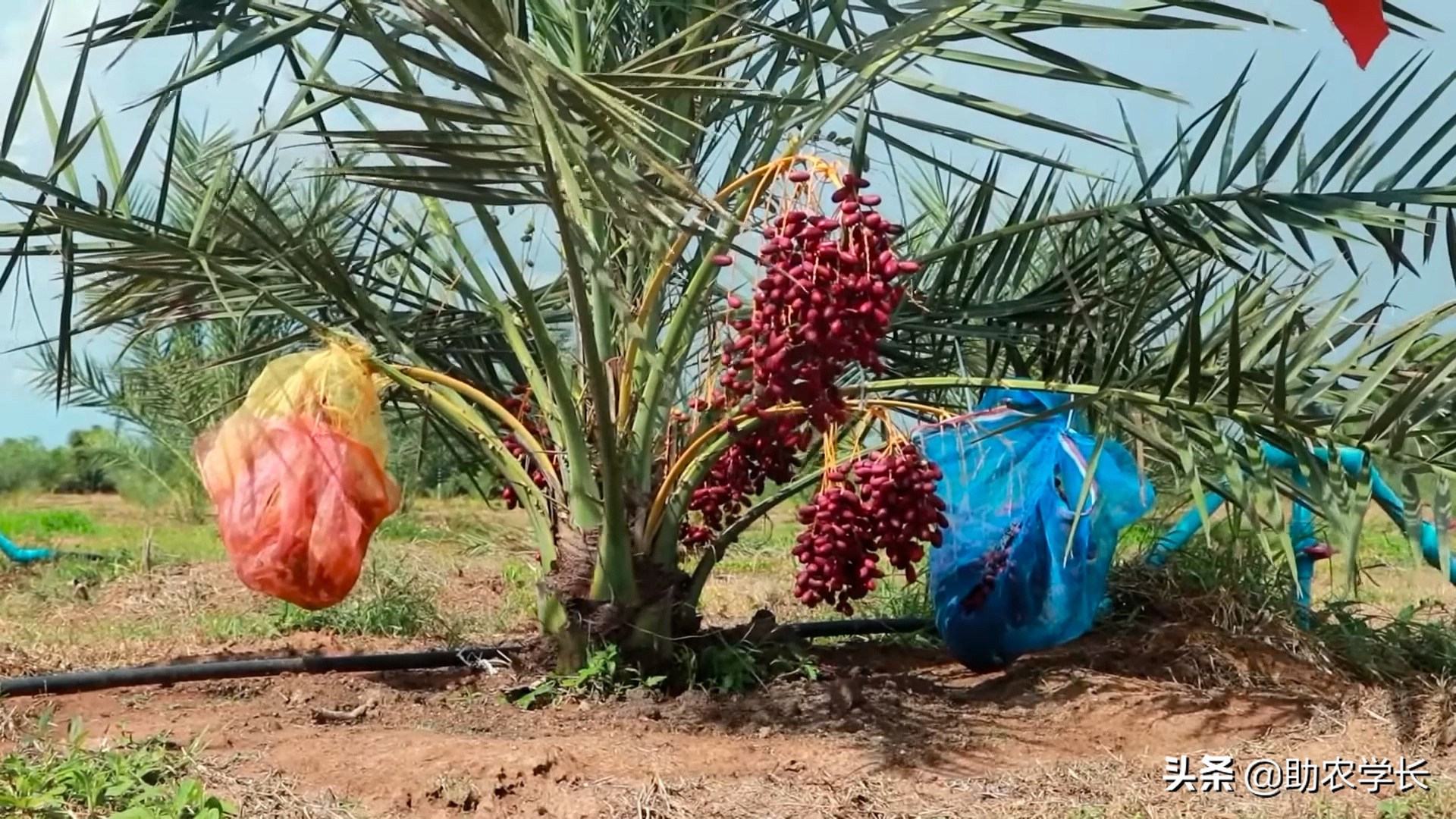 原产北非地区沙漠中的植物，不仅适合做绿化景观，果实还可以吃
