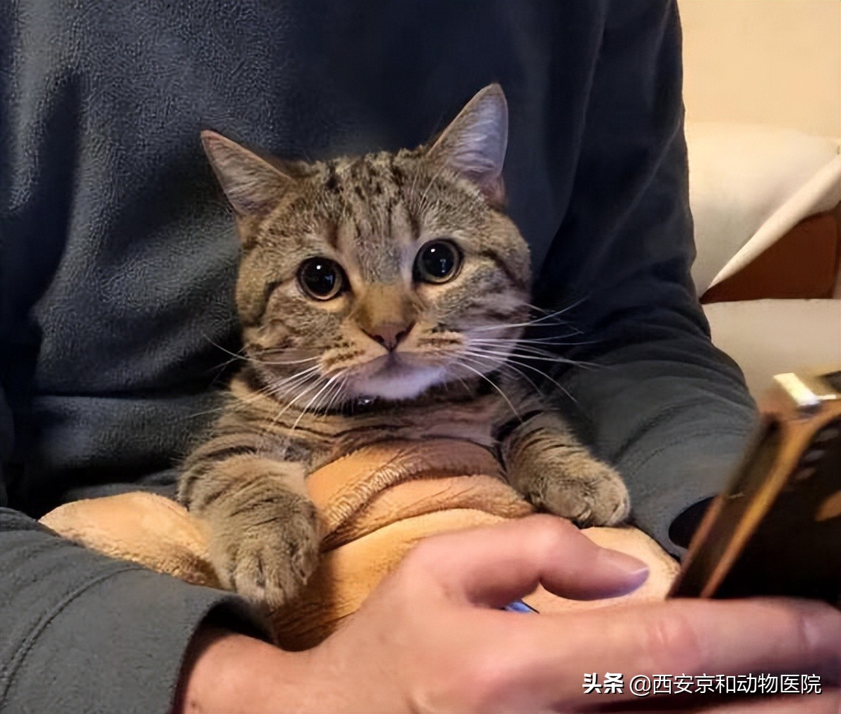 猫咪心情不好的表现(猫咪不开心的时候会有哪些表现？)