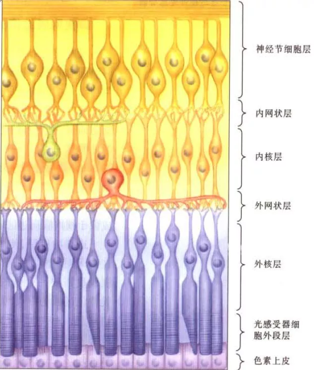 五花八门视错觉，研究它们有啥用？