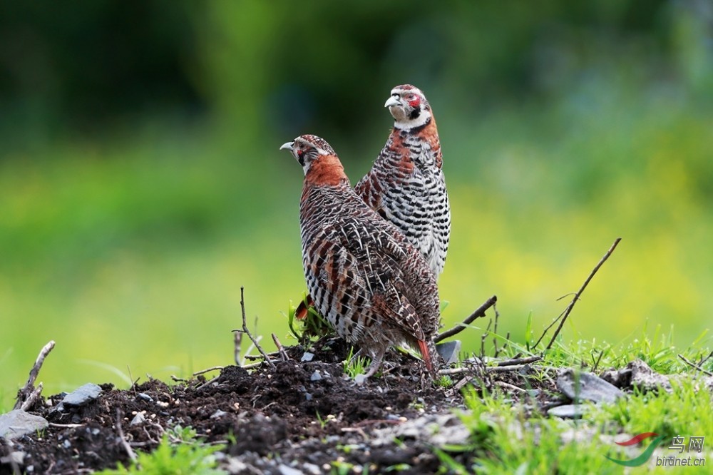 大兴安岭出现"飞龙鸟",乾隆钦点的"龙肉",它到底有多珍贵?