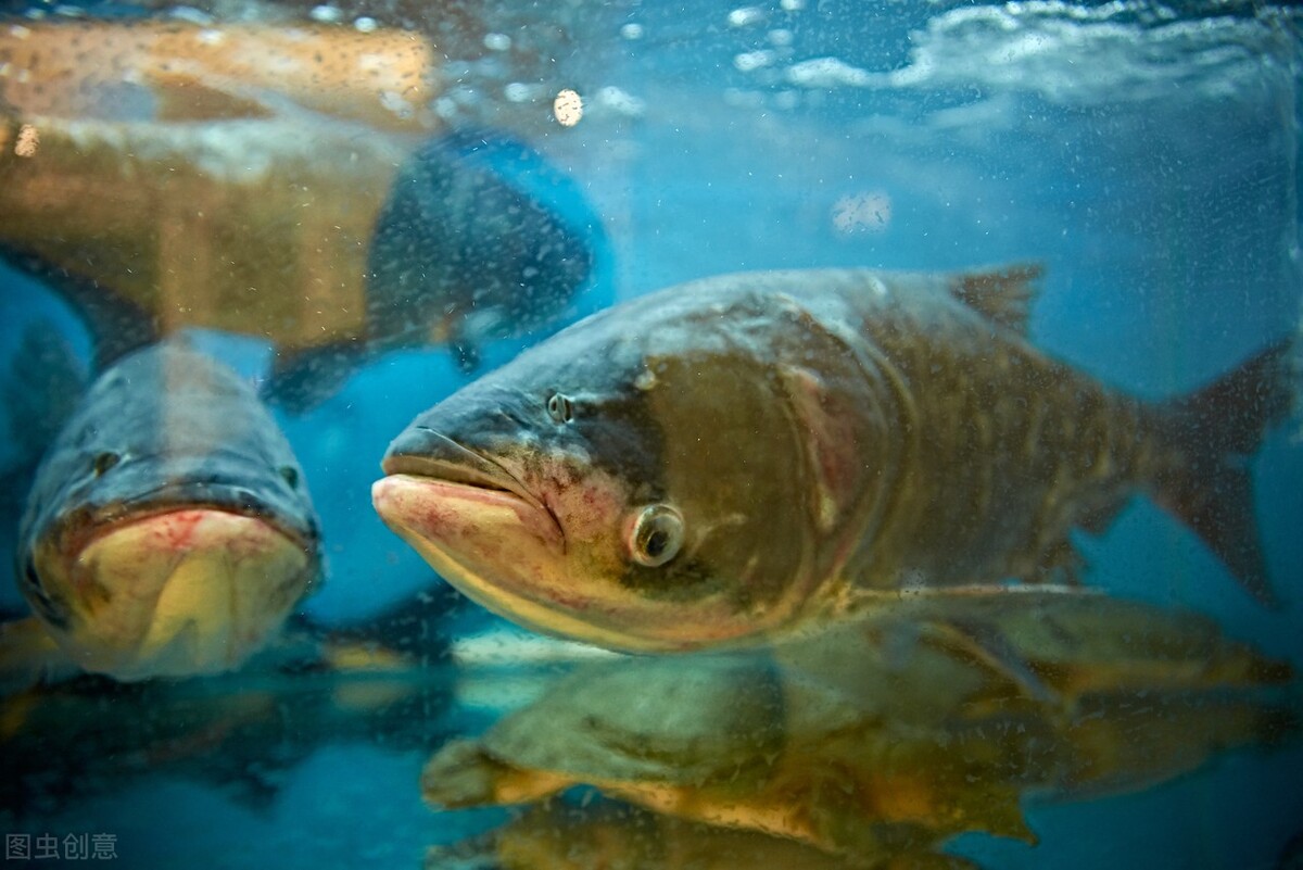养殖水体的清洁工 清道夫 理解和认识花白鲢与鲢 鳙鱼 刘文俊养鱼 西南渔业网水产养殖专业网渔业行业门户网西南水产网第一线养鱼网丰祥渔业网永川水花网为您服务