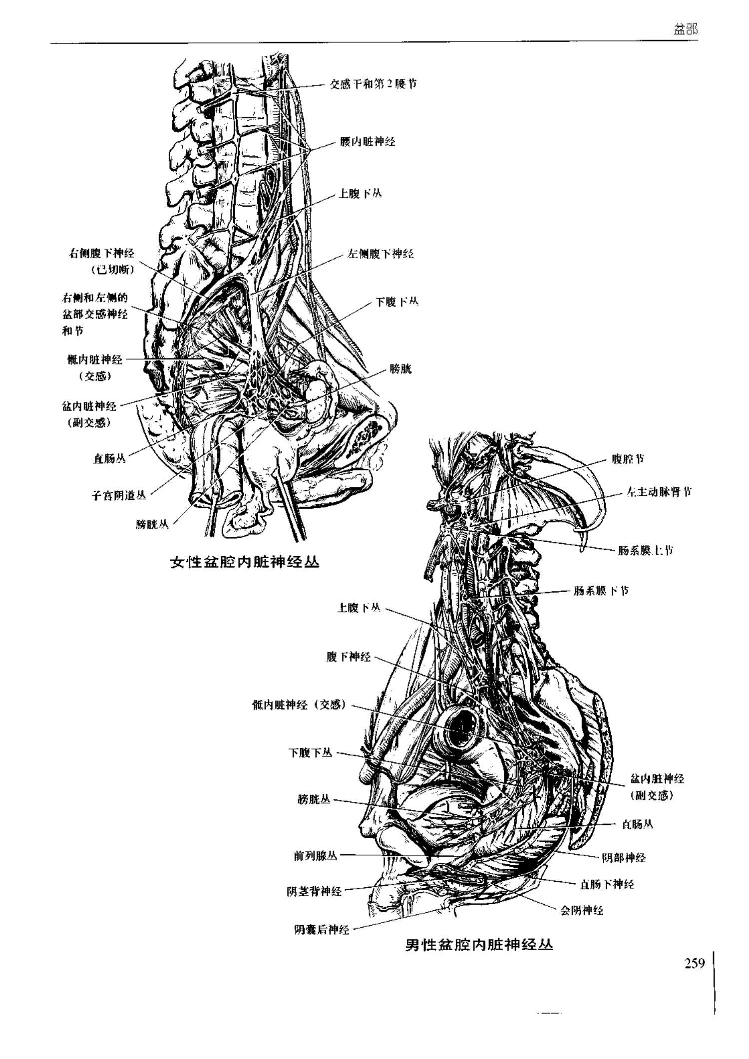 人体内脏位置图(图示集‖外科解剖学图谱(8-5)盆部)