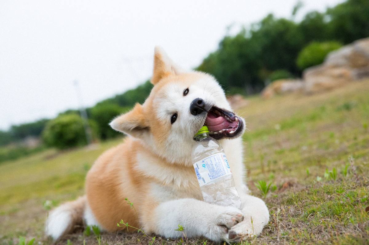 中型犬适合家养的狗（6种便宜又好养的中型犬新手首选）